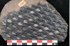 Foto (Detailansicht) von Lepidodendron sp.  (NHMW-GEO-2024-0188-11167)